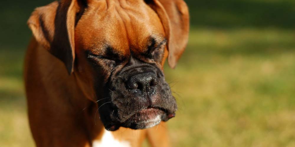 boxer dog sneezing