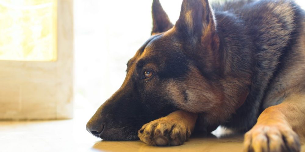 sad dog how to settle a dog's tummy