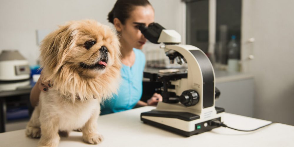 science based dog food