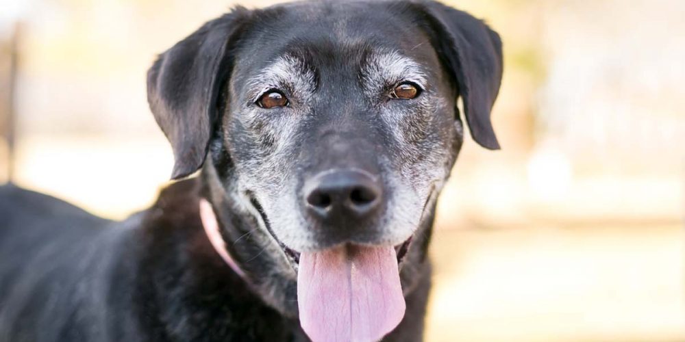 what to expect with an aging dog