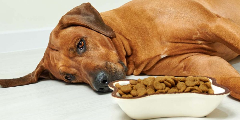 dog not eating but drinking water