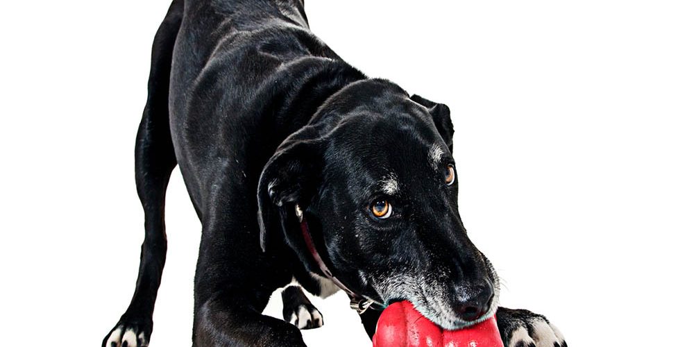 dog enrichment ideas