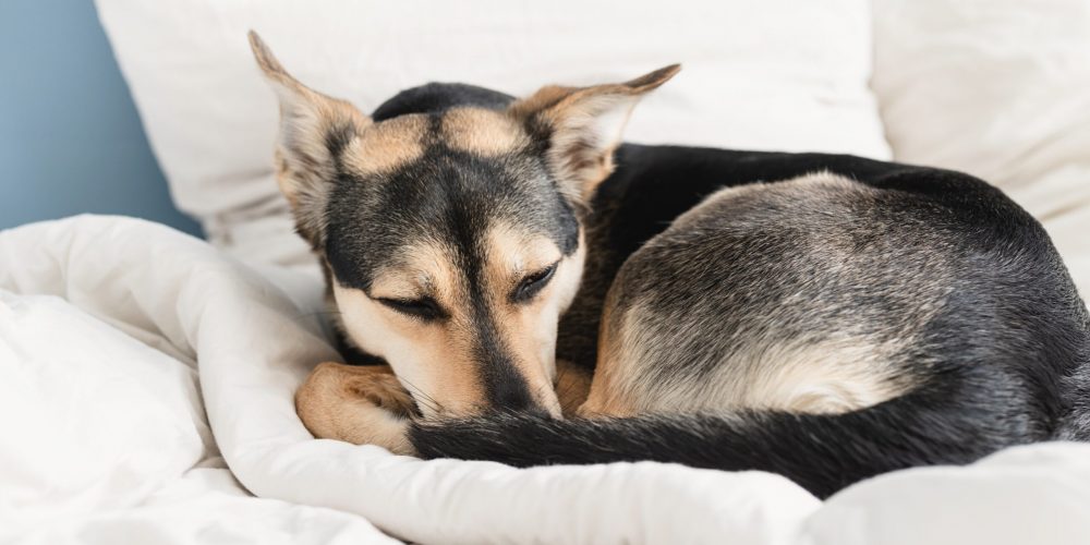 Cute black mixed breed dog sleeping on white bed