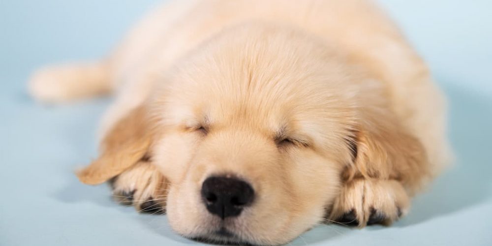 golden retriever puppy sleeping