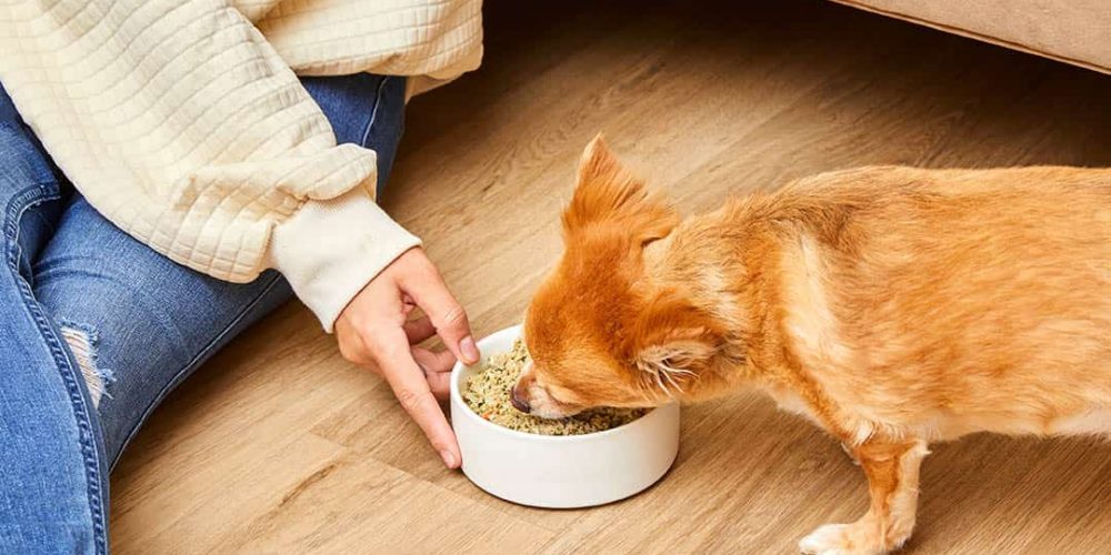 small dog eating fresh food