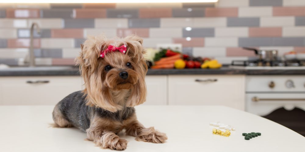 Yorkshire Terrier lies on a table
