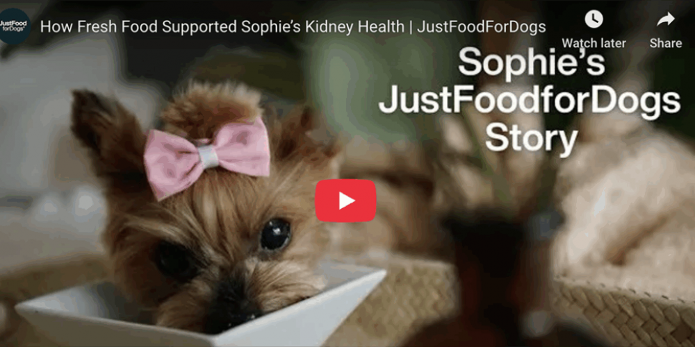 sophie the yorkie
