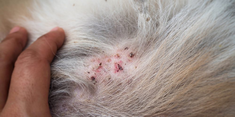 staph infection in dogs