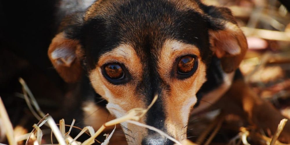 critical signs of stress in a dog