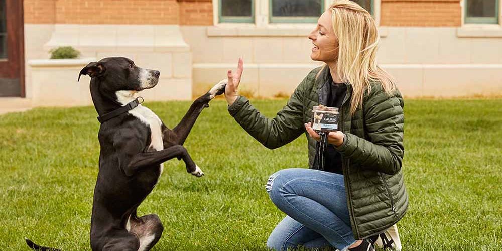 dog trick dog go bag