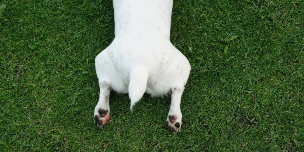dog in sploot