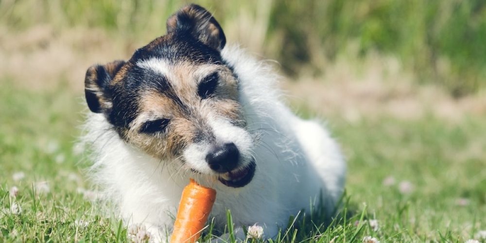 Can dogs eat carrots?