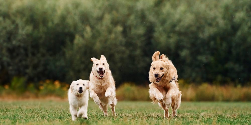 Three golden retrievers are running outdoors on the green field.