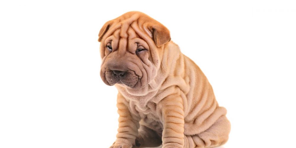 sharpei puppy types of dog with wrinkles