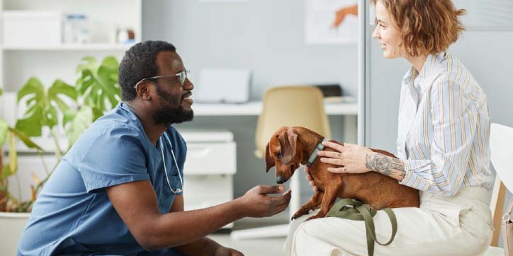 what toxins cause pancreatitis in dogs. liver shunt