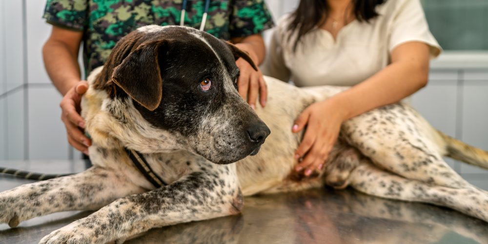 Veterinarians are examining a senior dog using ultrasound at a veterinary clinic, providing essential medical care