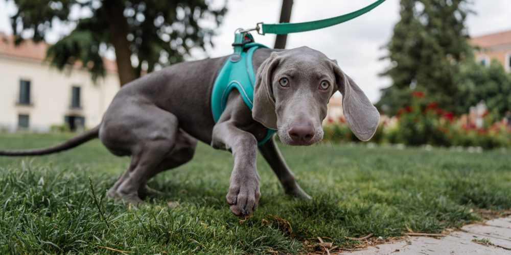 Weimaraner puppy wearing turquoise harness pulling on leash in grassy park