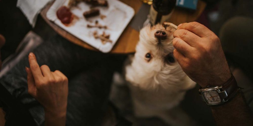 dog getting tabel scraps