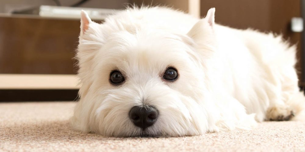 stressed little white dog