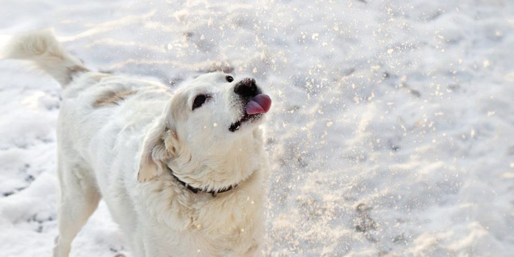 dog doing a mlem in the snow
