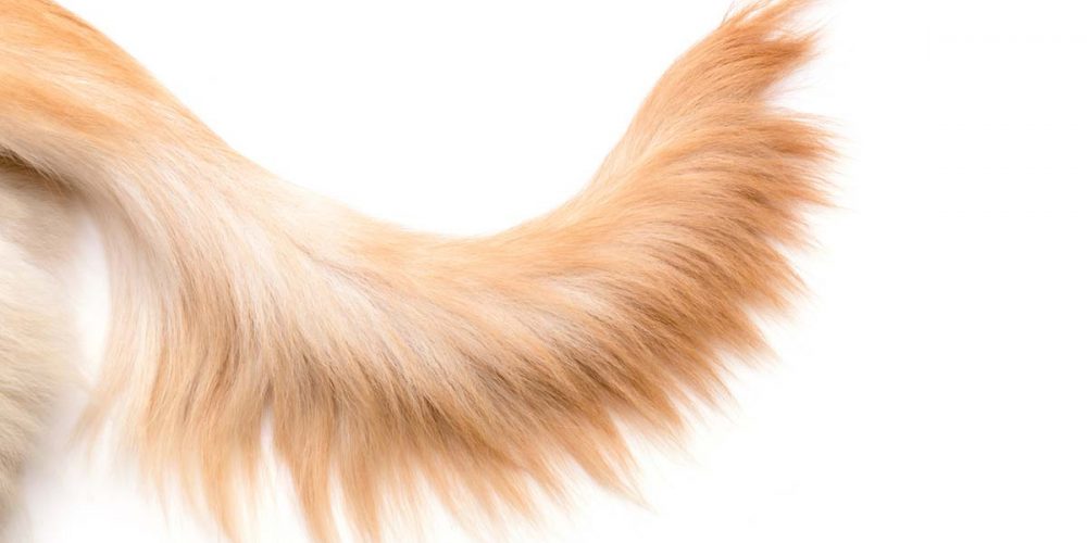 why do dogs have tails