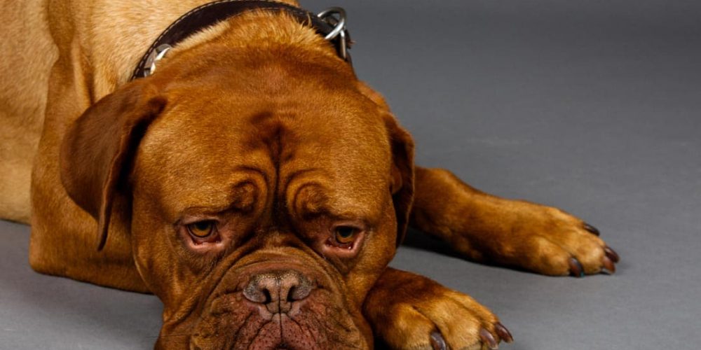 a sad-looking brown mastiff resting