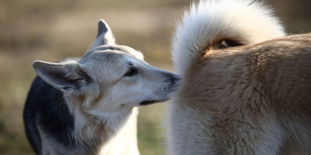 why do dogs sniff butts