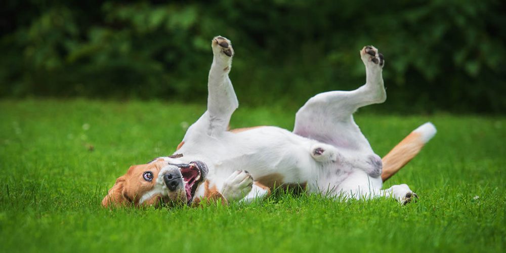 why is my dog farting so much