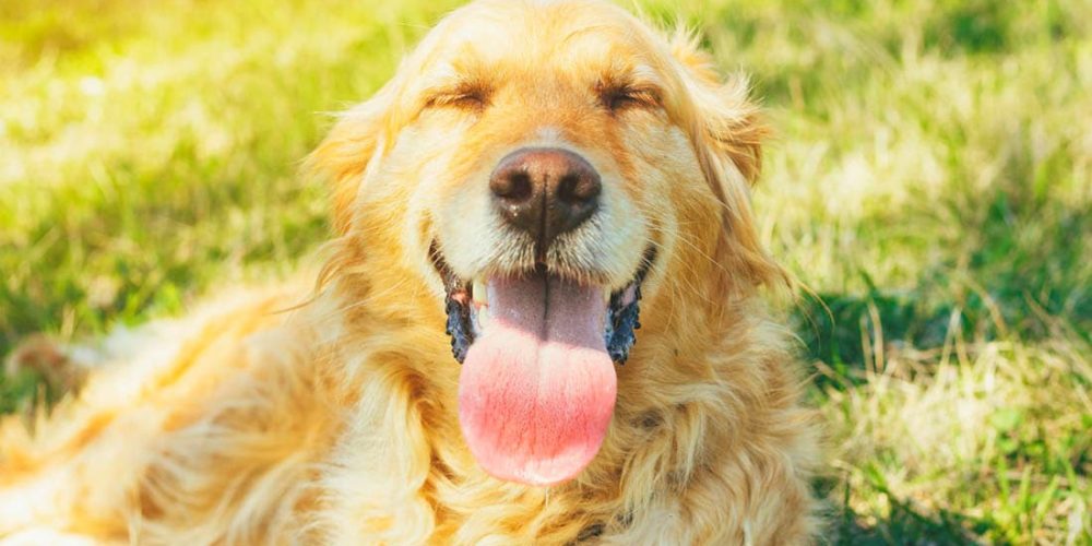 a tired golden dog laying in a field panting