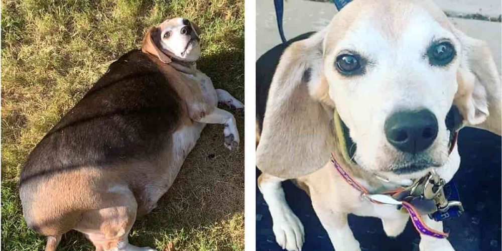 wolfgang before and after weight loss