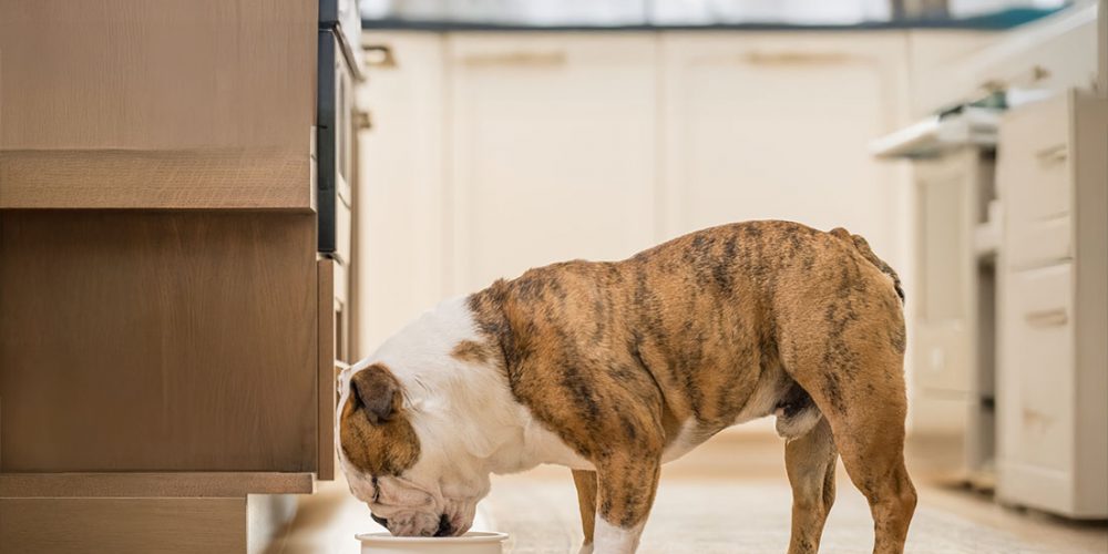 english bulldog eating