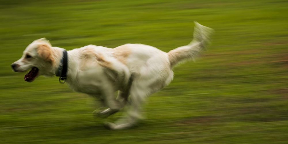 why do dogs get zoomies